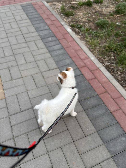 Щеночек красивый