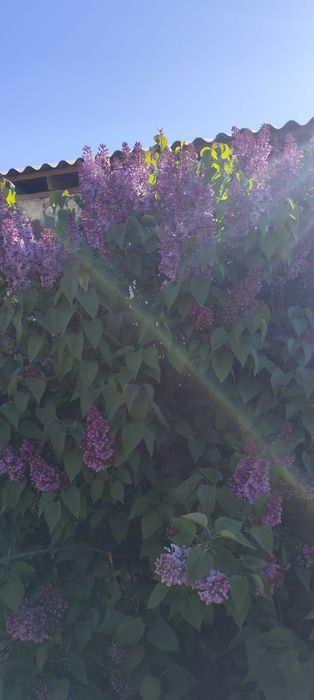 Продам сирень букетами