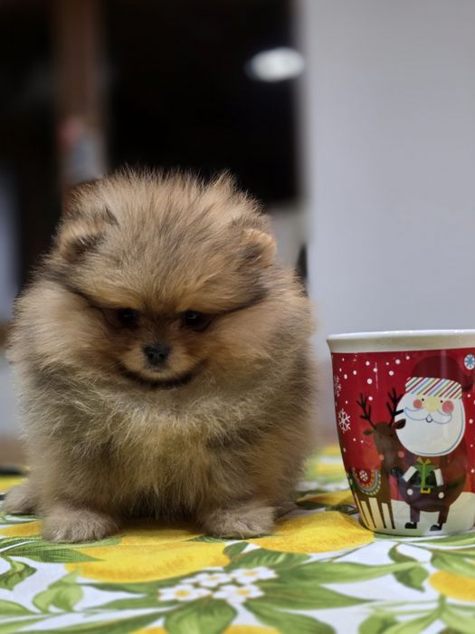 Померанче мини момченце шоко тан!