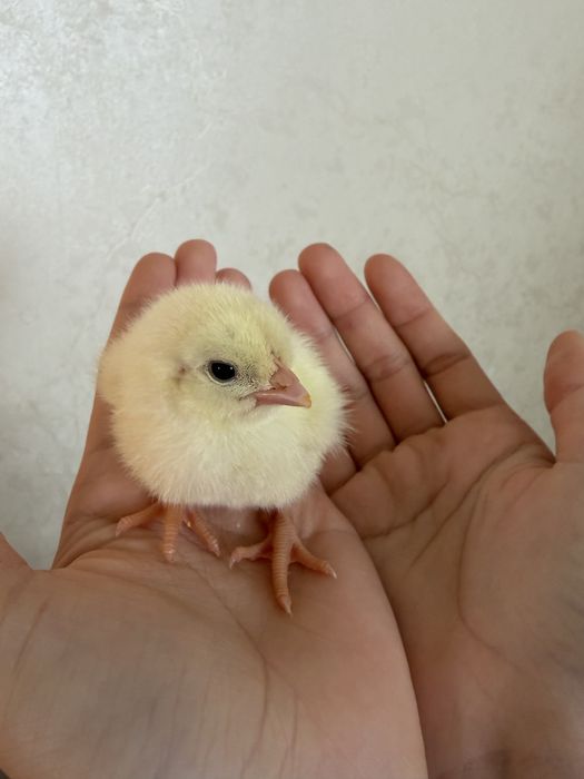 Бройлеры суточные