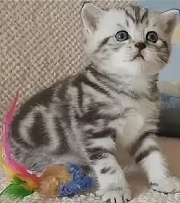 Шотландские котята