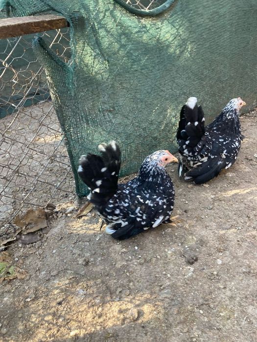 Ouă din păsări chabo bobat pt closcă sau clocitoare de vânzare!