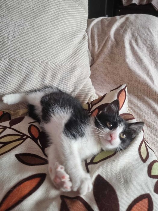 Pisoi de 2 luni in cautare de familie responsabila