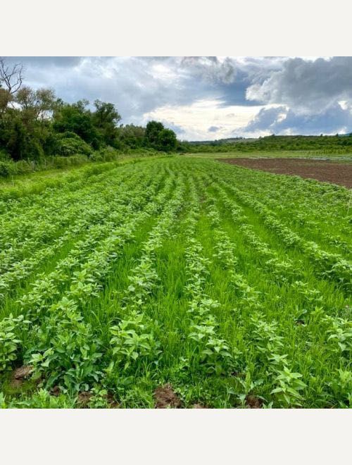 Домашна Био земна ябълка /гулия/- Директно от градината
