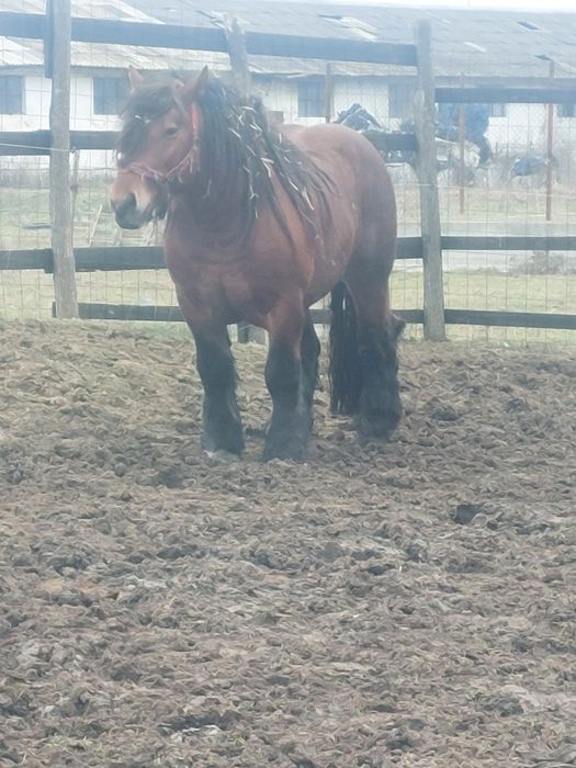 Vand iapa sarga de 3 ani jumare!