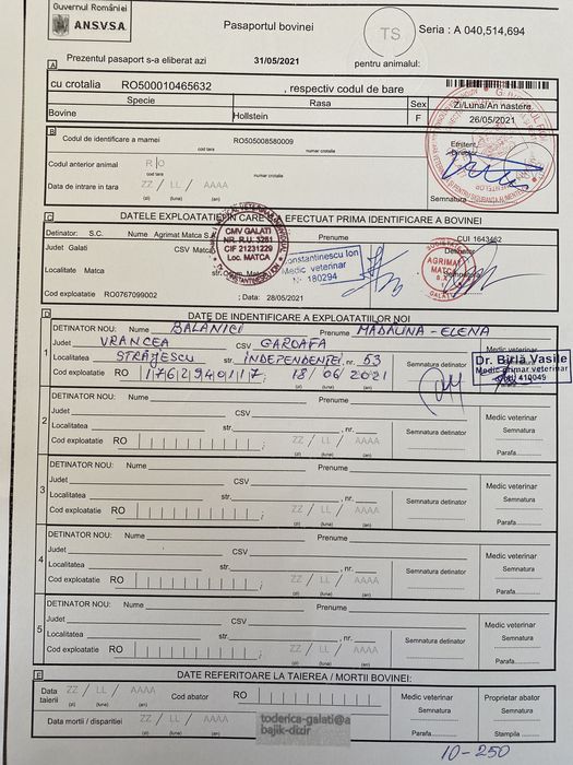 Vând Junici Holstein cu certificat de origine