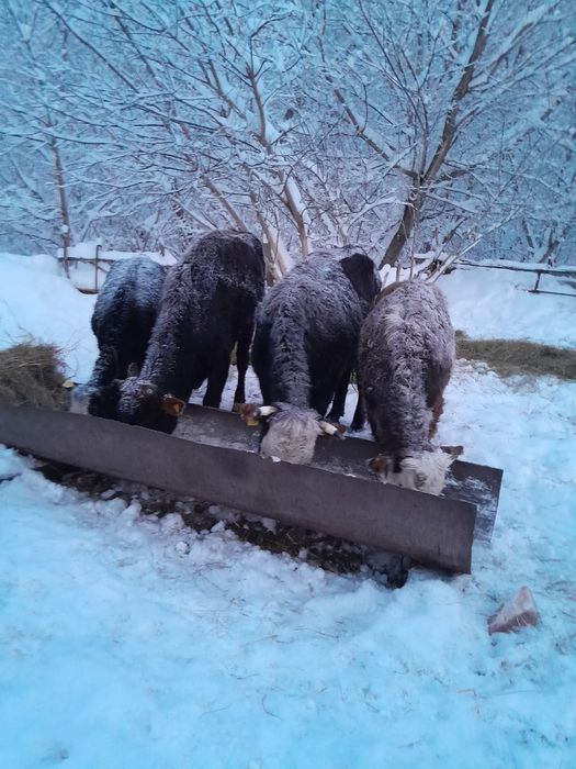 Продаются коровы доиные и телята