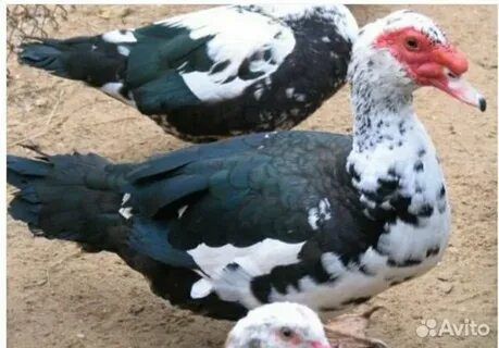 Продам индоуток.