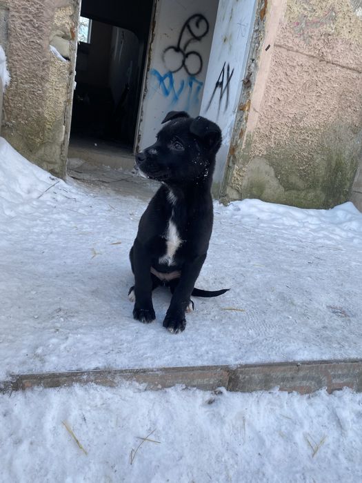 Отдам щенков в добрые руки!