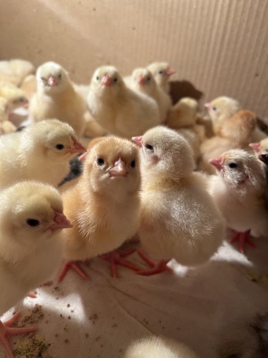 Продаются цыплята смешанные (алдер+джерси)