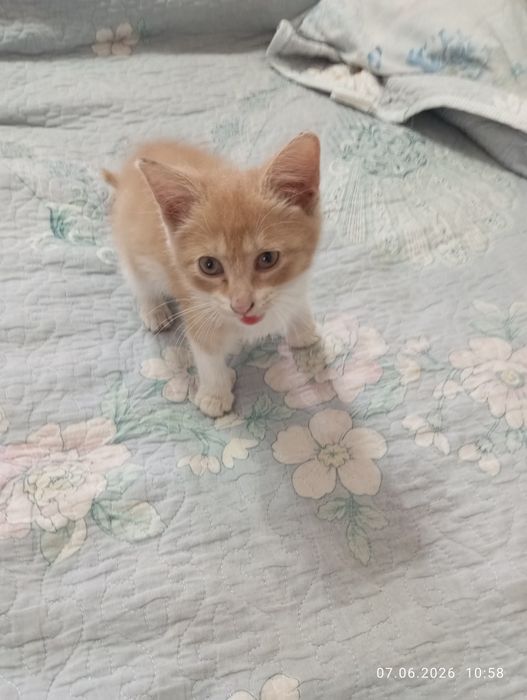 Котёнок ² месяцв