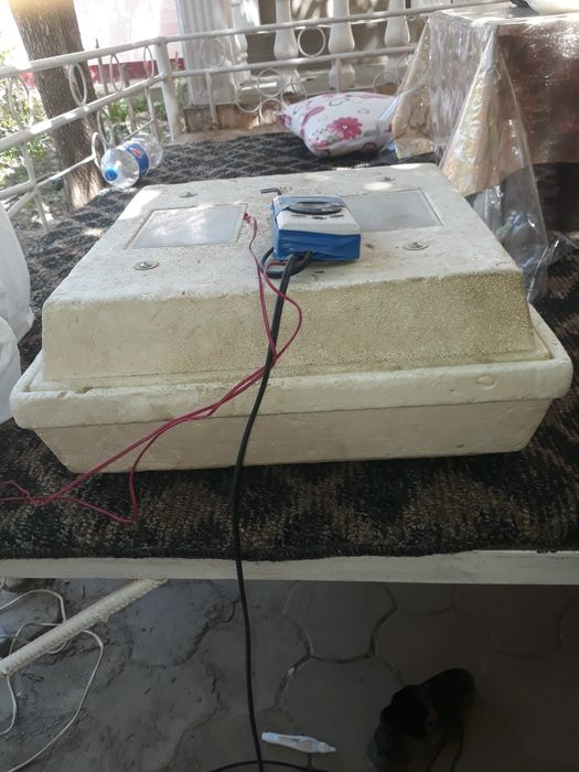 инкубатор холати ало