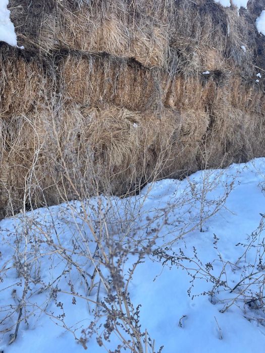 Шөп сатылады!!! Срочно