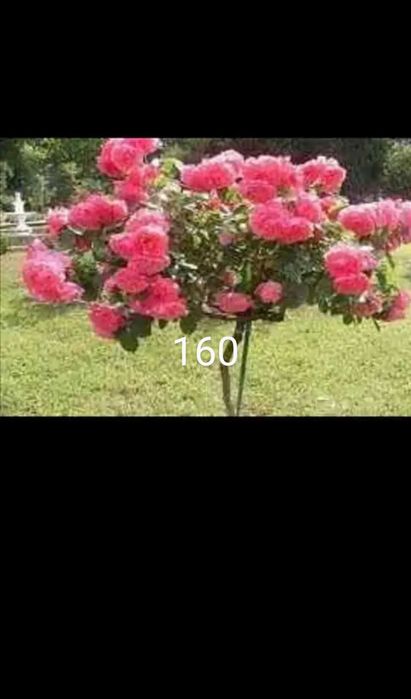 Като дръвче ароматни