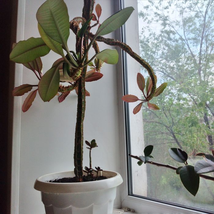 Цветы комнатные в горшках.