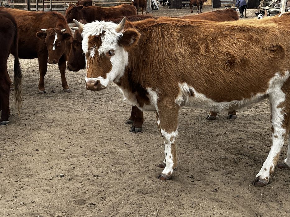 Кашарлар сатылады