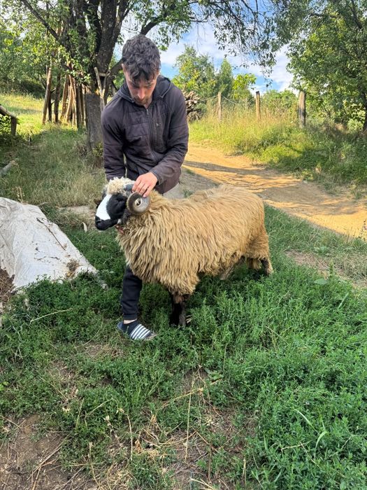 Mior de vanzare mai multe detali la tf