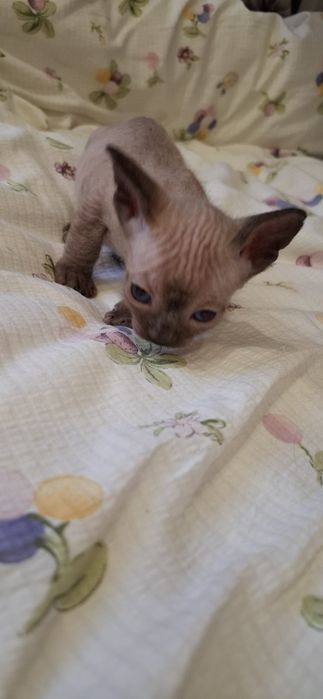 Мальчик сфинкс  велюровый