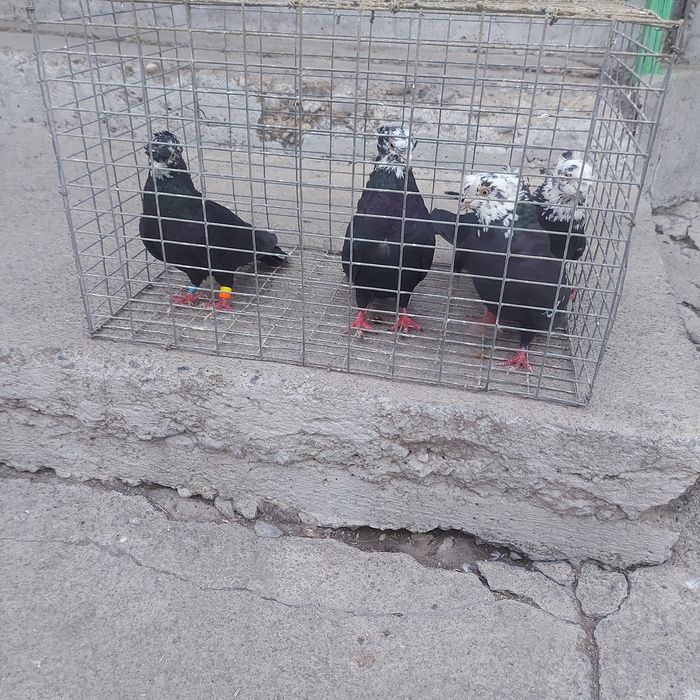 Рябагаловые двух чуби 2пара