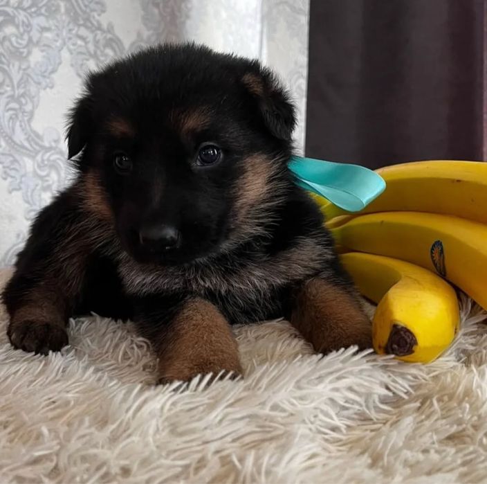 Продам щенков немецкой овчарки