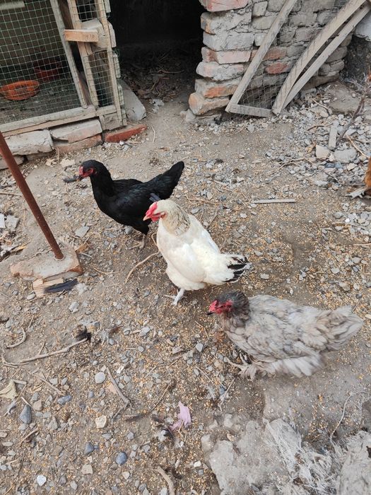 Jaydari tuhum tuĝedugon emlangan tovuqlar