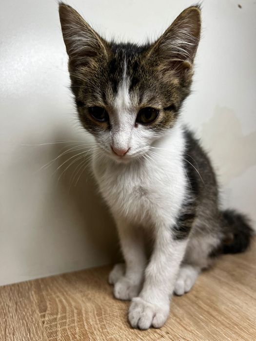 бесплатно КОтята Алматы