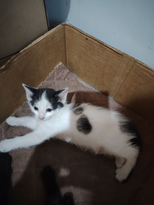 Котёнок кошечка девочка