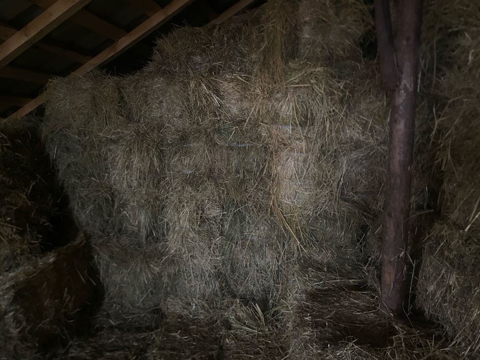 Baloți de fân de vânzare