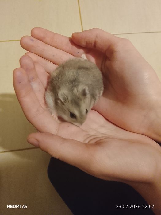 Hamsteri pitici de vânzare