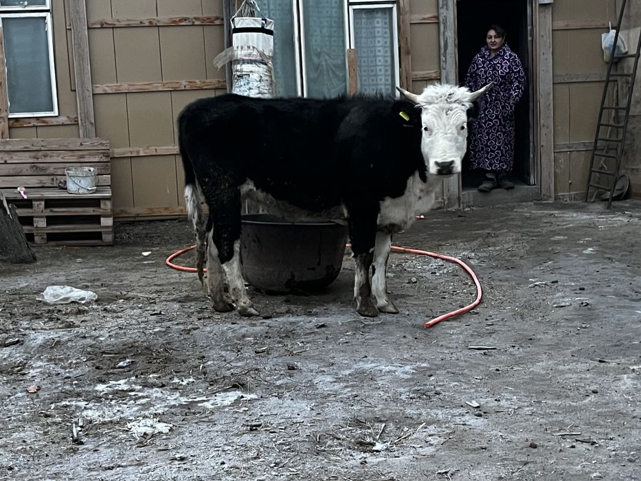 Таналар сатылад сиер буаз