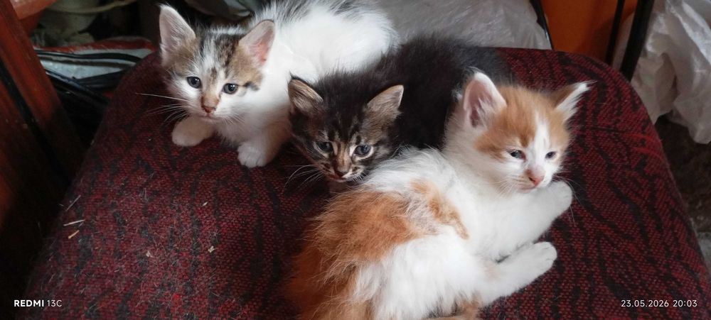 Подарявам малки котенца гр. София
