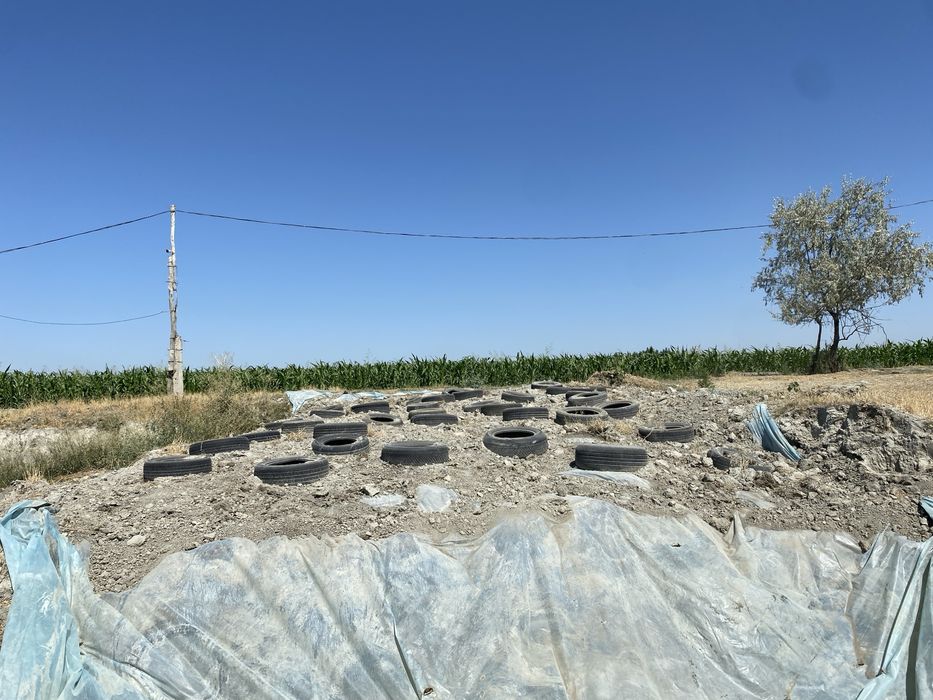 Arpa senaj sotiladi