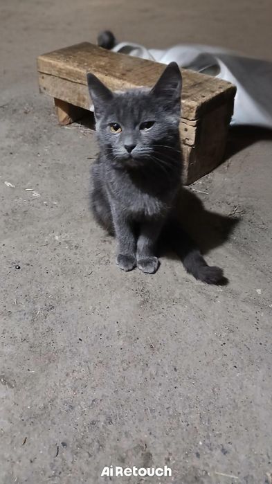 Отдам кошку в хорошие руки!!!