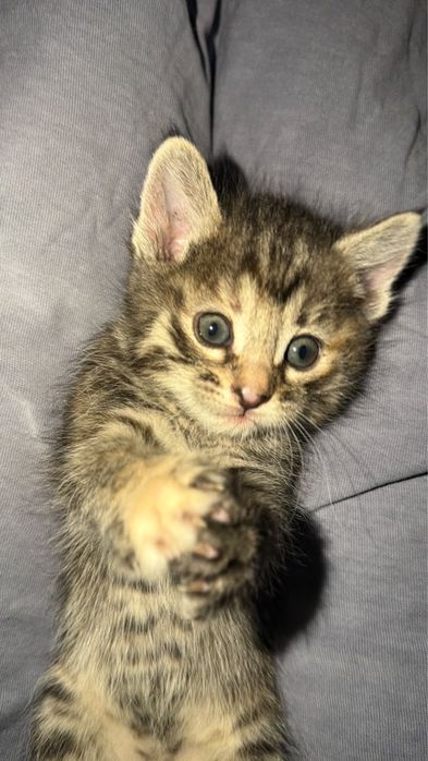 Отдам котят котята ищут дом