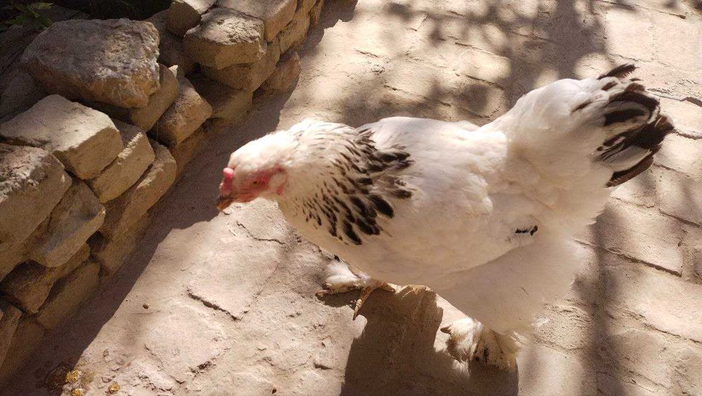 Xuroz va tovuq bramma sotiladi