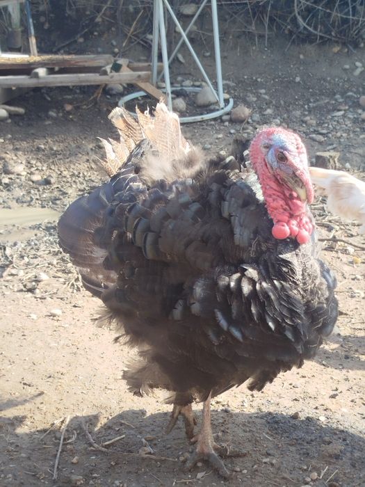 Продам молодых индюков самцов