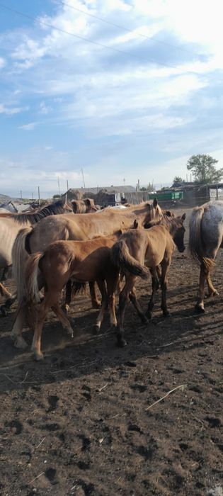 Продам кобылу с жеребенком