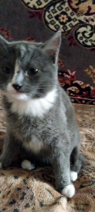 Продам эгейского котика