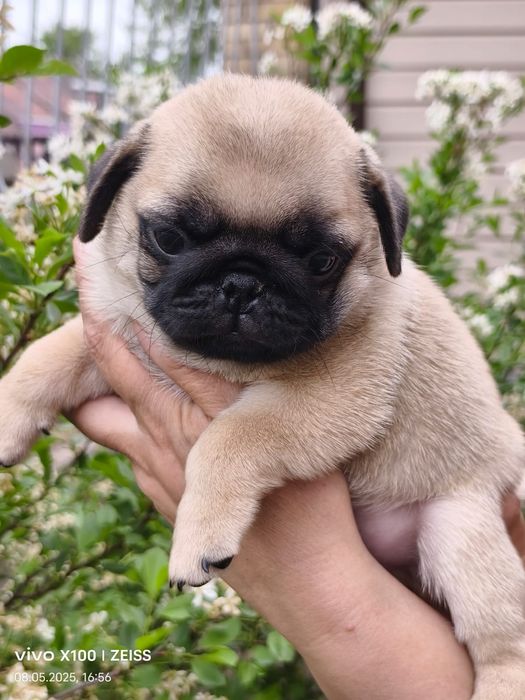 Продам шикарных щенков мопса