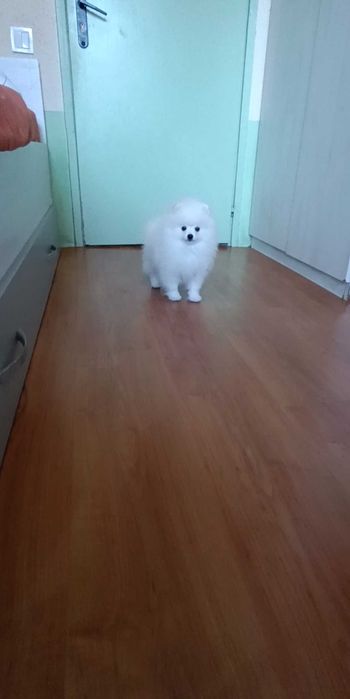 Померани Момчета с Родословие