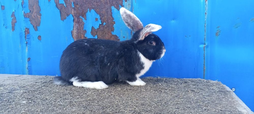 Продам кролих 4,5 месеца