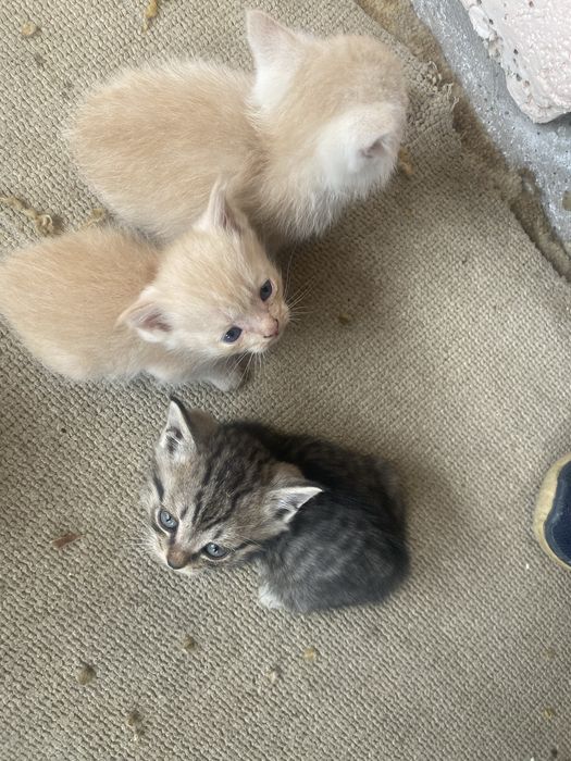 Котята в добрые руки