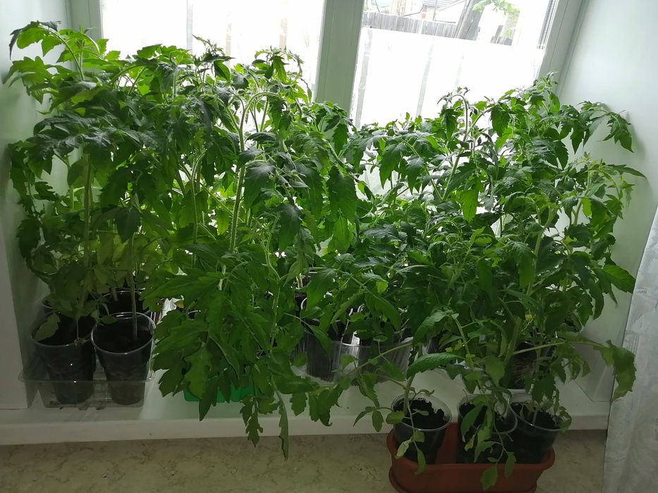 Продам рассаду томатов