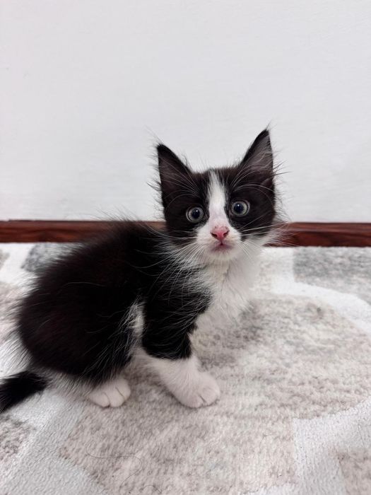 Котенок домашние