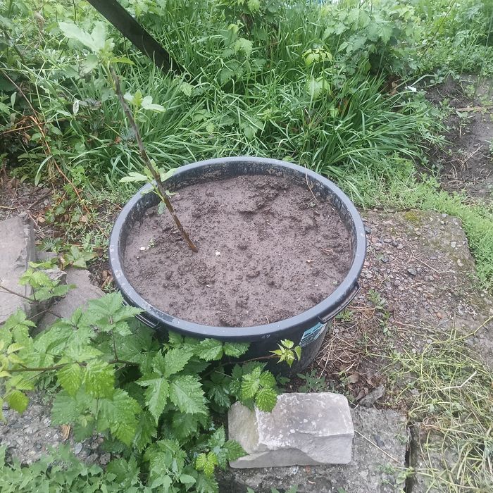 Продам Инжир Чапла