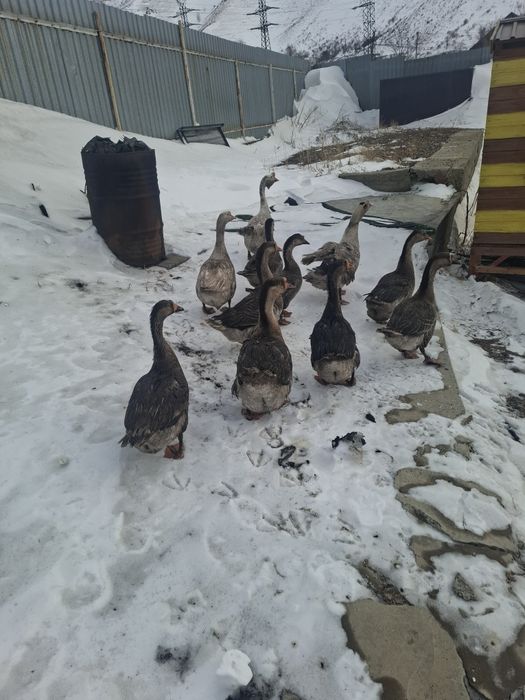 Продам гусей 15 000