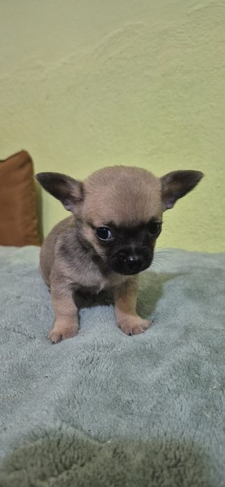 Chihuahua baietel cu acte