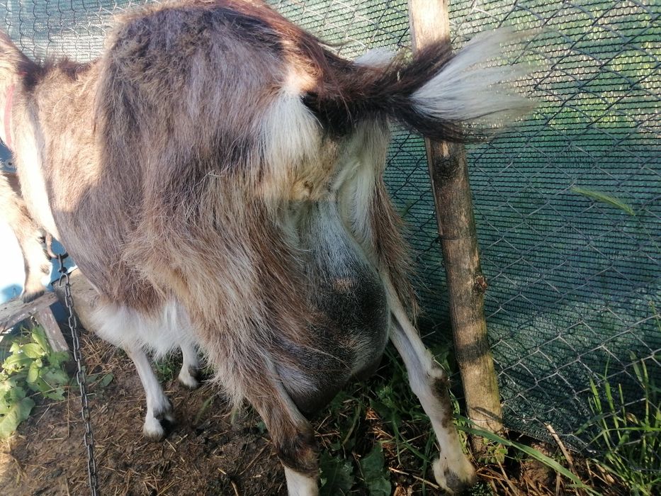 Vând 2 capre  bune delapte