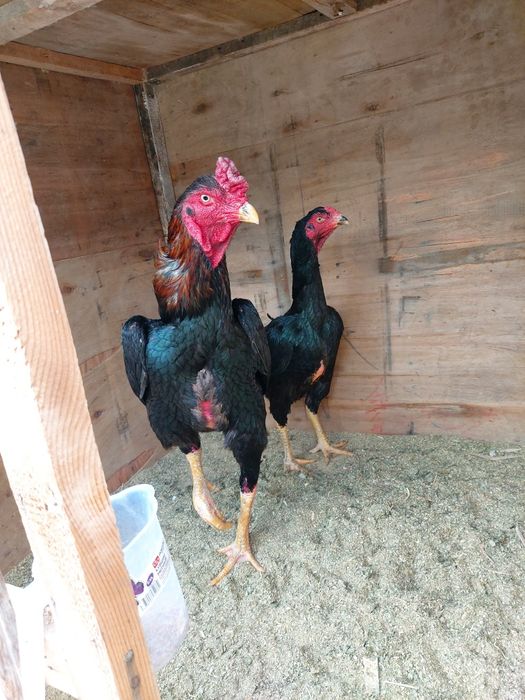 Katta xuruz sotiladi