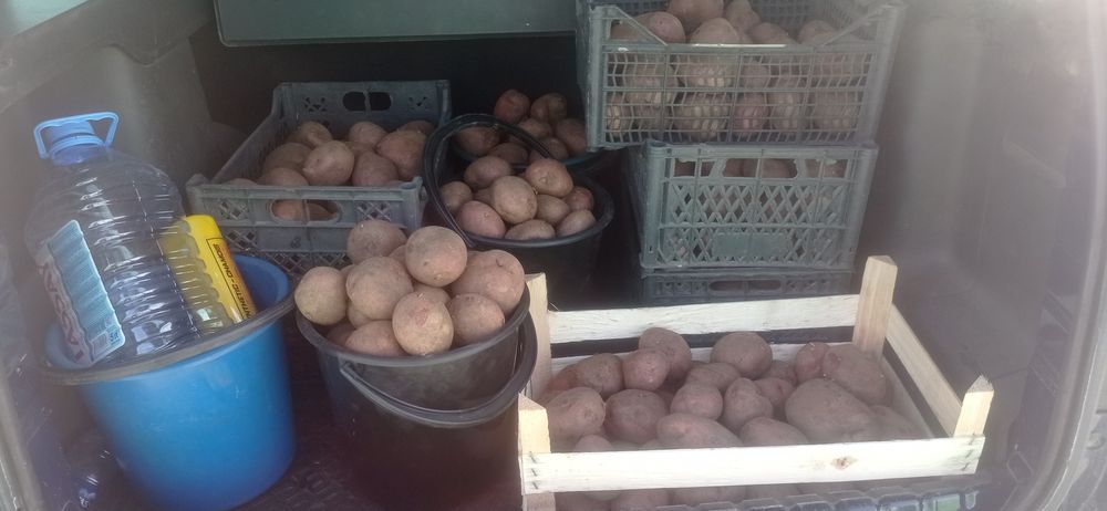 Домашний картофель